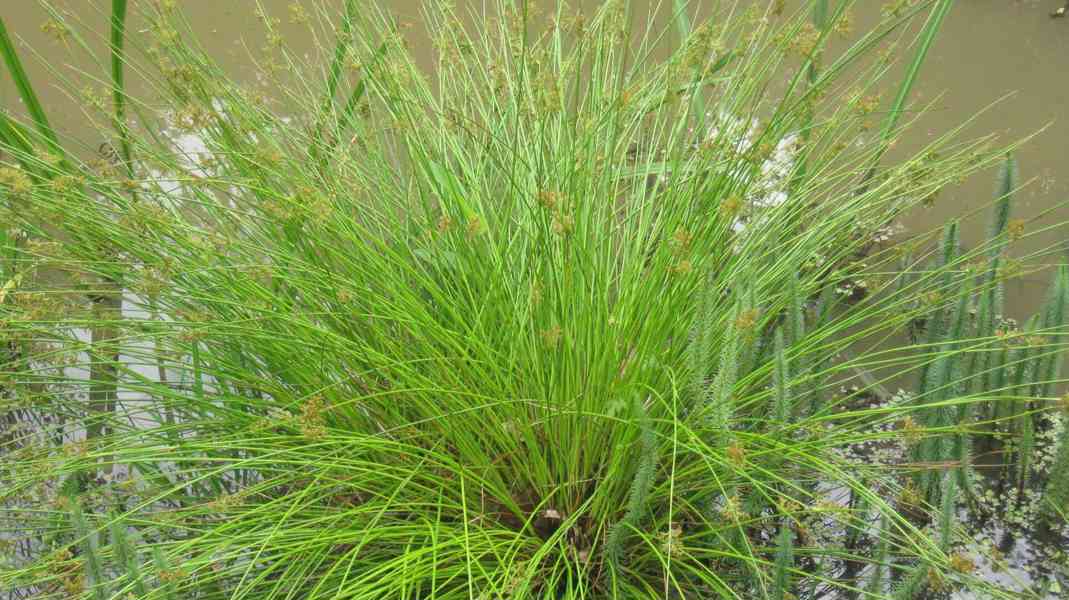 vodní rostliny bahenní rostliny - foto 28