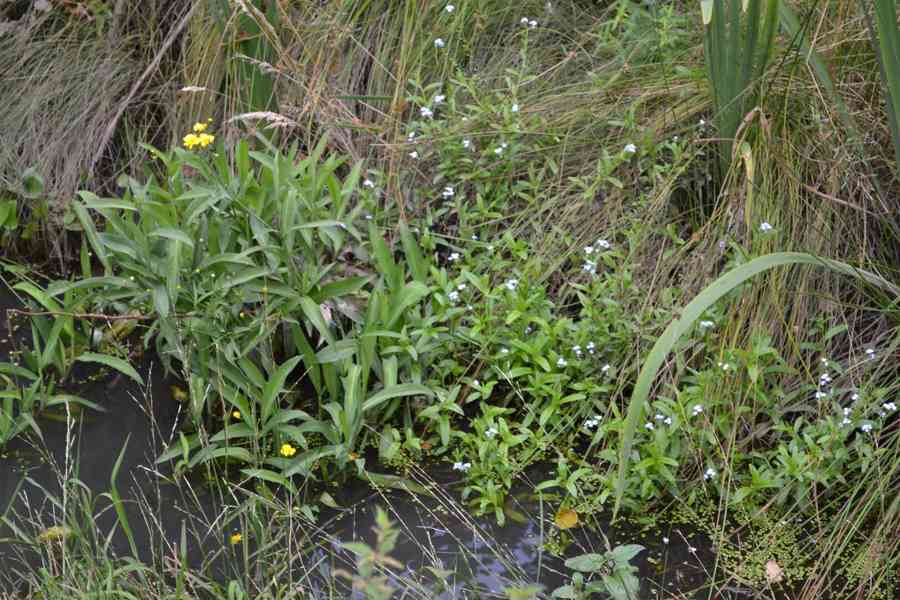 vodní rostliny bahenní rostliny - foto 19