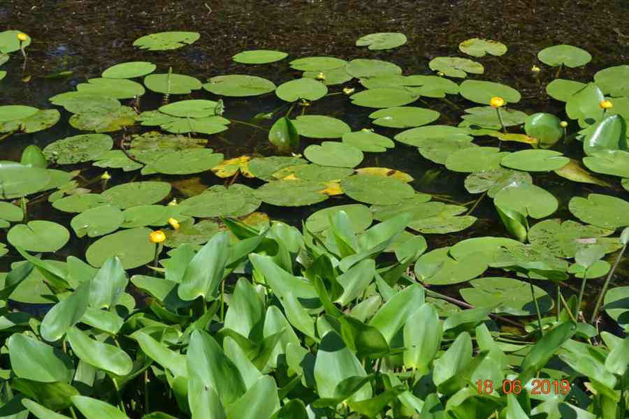 vodní rostliny bahenní rostliny - foto 29