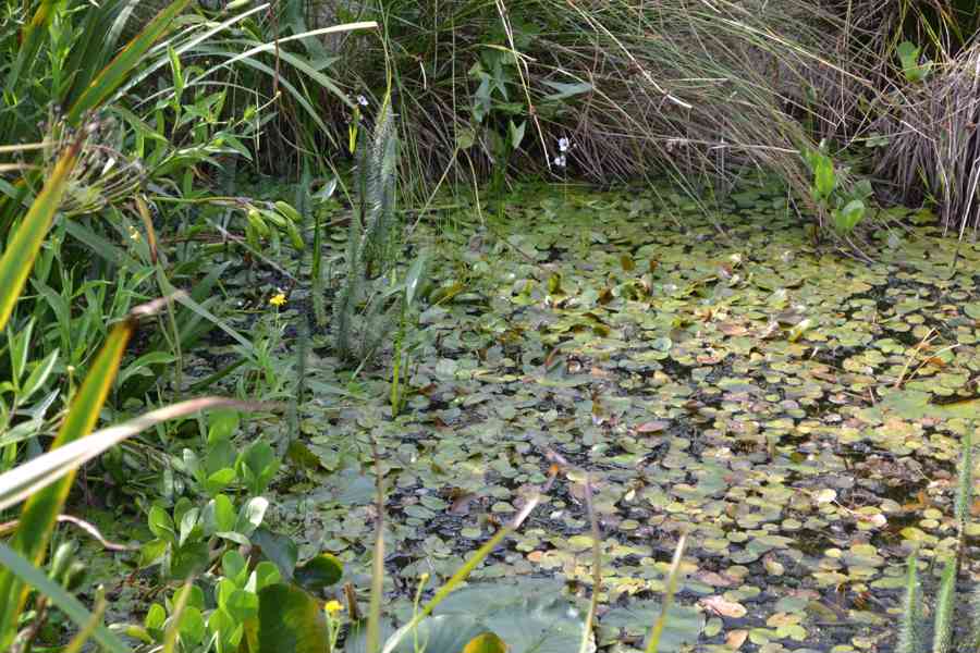 vodní rostliny bahenní rostliny - foto 33