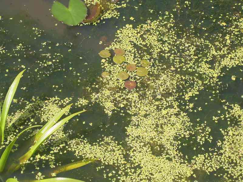 vodní rostliny bahenní rostliny - foto 15