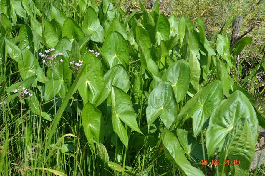 vodní rostliny bahenní rostliny - foto 30