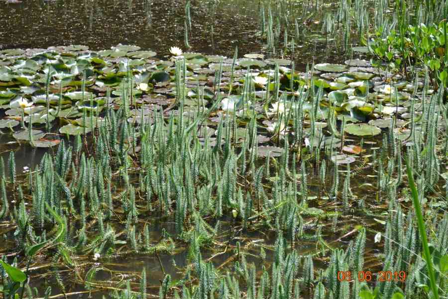 vodní rostliny bahenní rostliny - foto 21