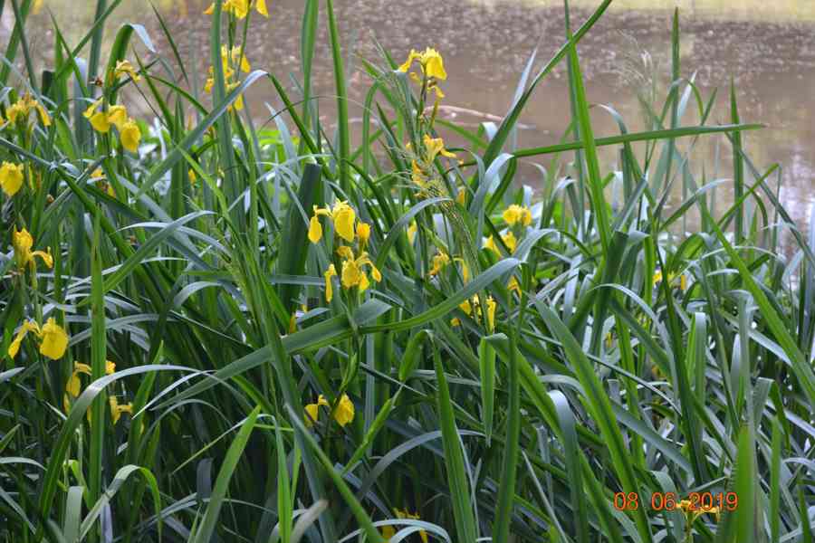 vodní rostliny bahenní rostliny - foto 4