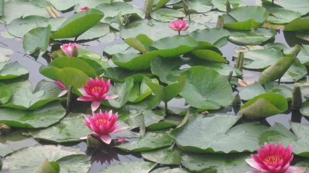 vodní rostliny bahenní rostliny - foto 8