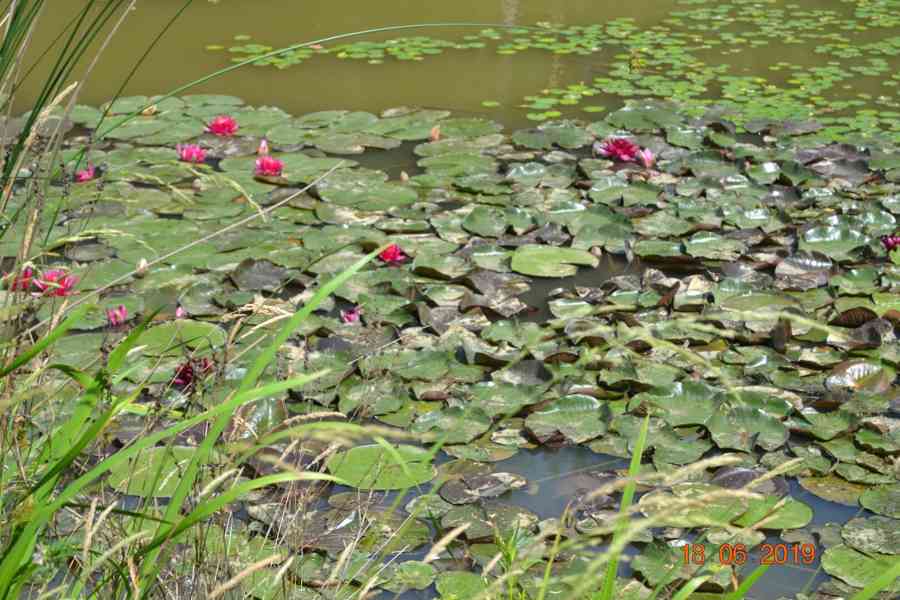 vodní rostliny bahenní rostliny - foto 9