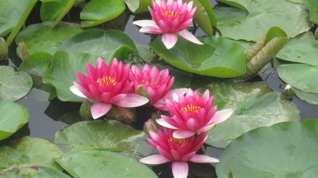 vodní rostliny bahenní rostliny - foto 6