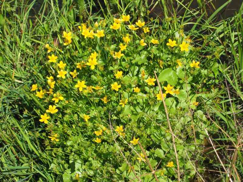 vodní rostliny bahenní rostliny - foto 22