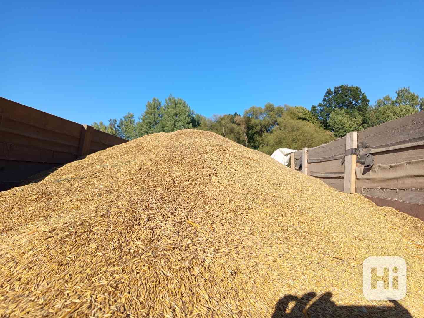 oves krmný - foto 1