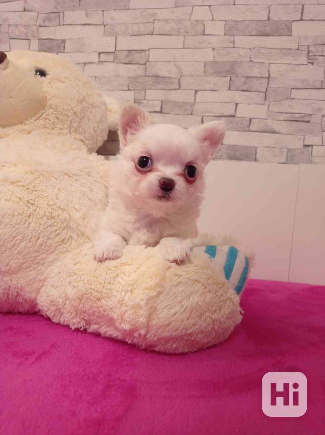 Čivava dl.fenka - foto 1