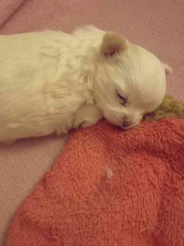 Čivava dl.fenka - foto 6