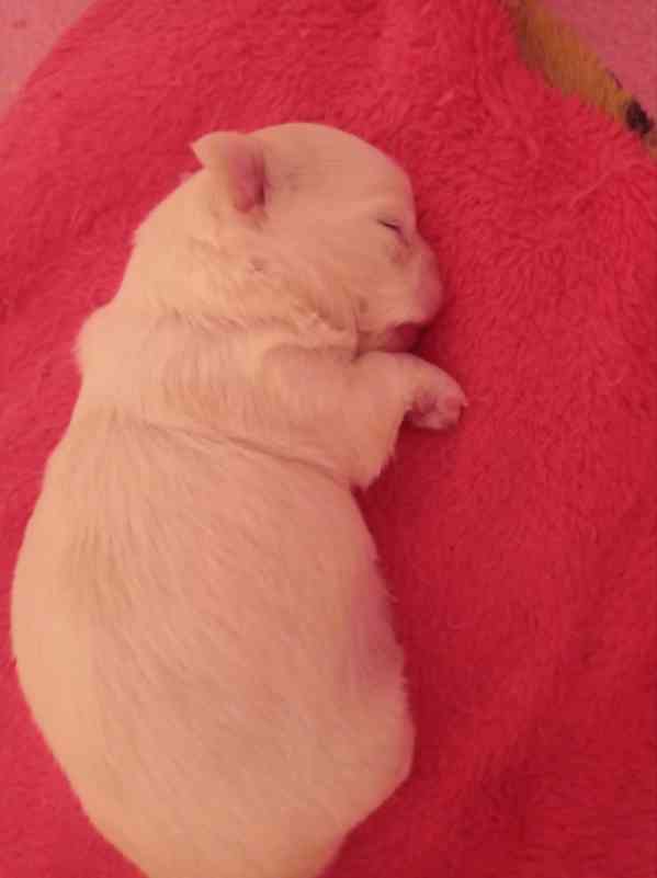 Čivava dl.fenka - foto 8