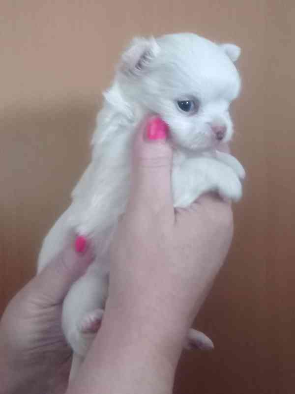 Čivava dl.fenka - foto 3