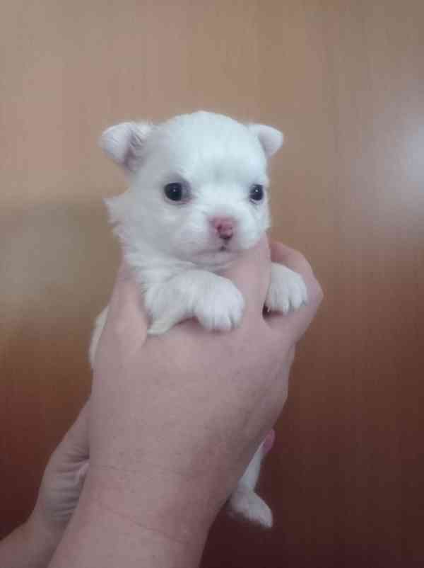 Čivava dl.fenka - foto 4