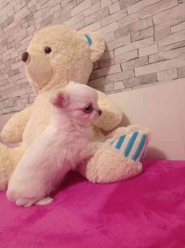 Čivava dl.fenka - foto 2