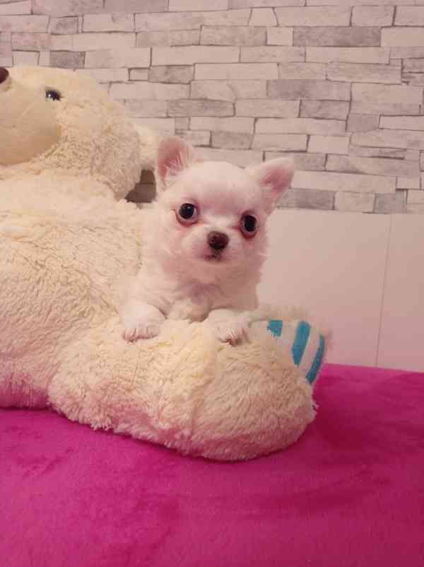 Čivava dl.fenka - foto 1