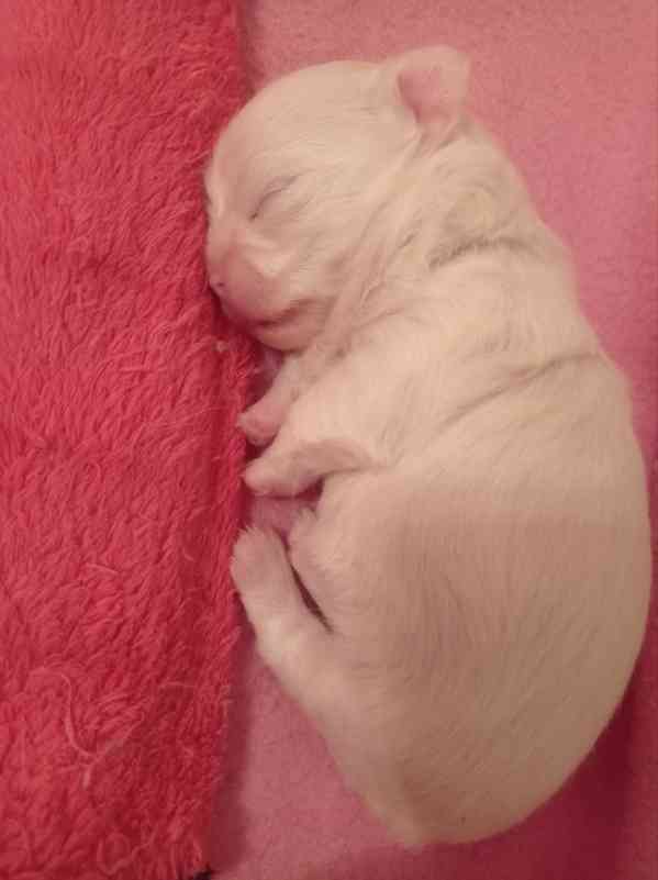 Čivava dl.fenka - foto 7