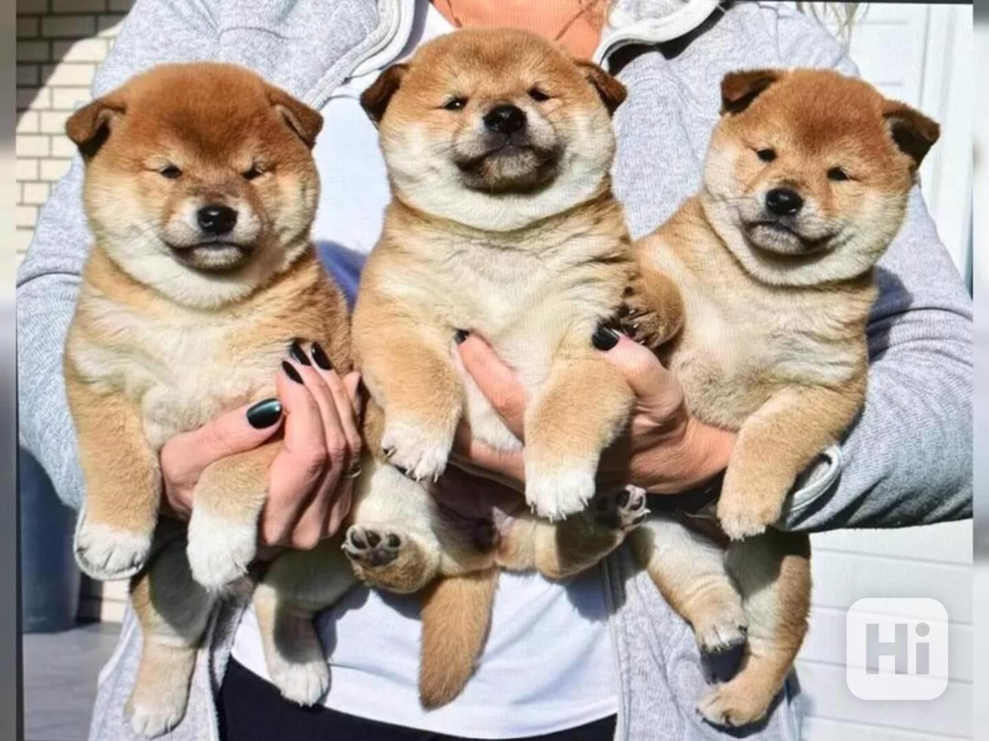 Štěňátka Shiba inu - foto 1