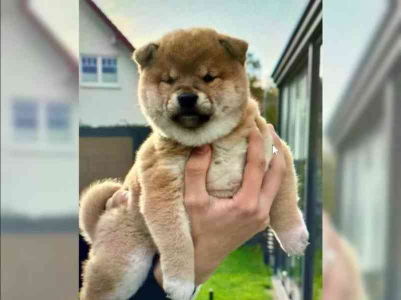 Štěňátka Shiba inu - foto 2