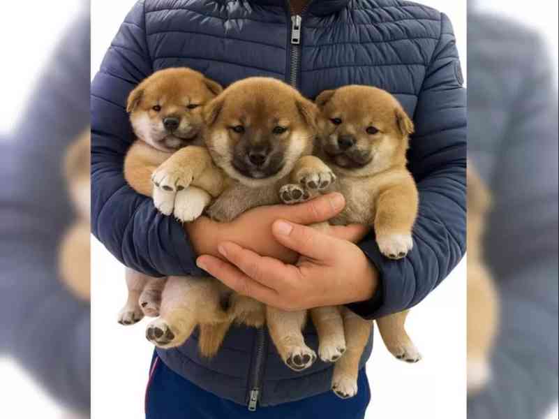 Štěňátka Shiba inu - foto 4