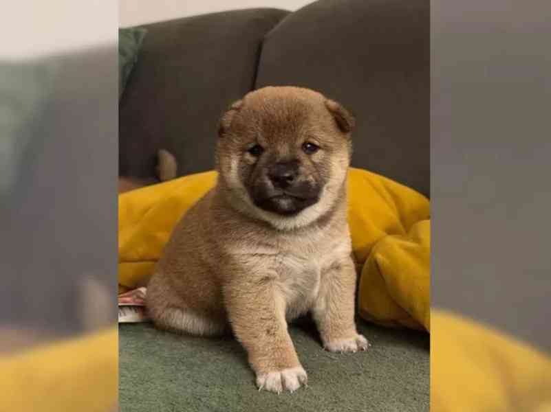 Štěňátka Shiba inu - foto 5