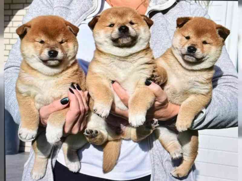 Štěňátka Shiba inu - foto 1