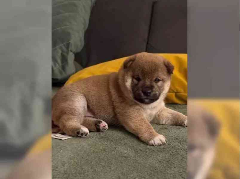 Štěňátka Shiba inu - foto 3