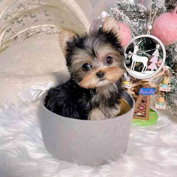 Skvělá štěňata Yorkie - foto 2