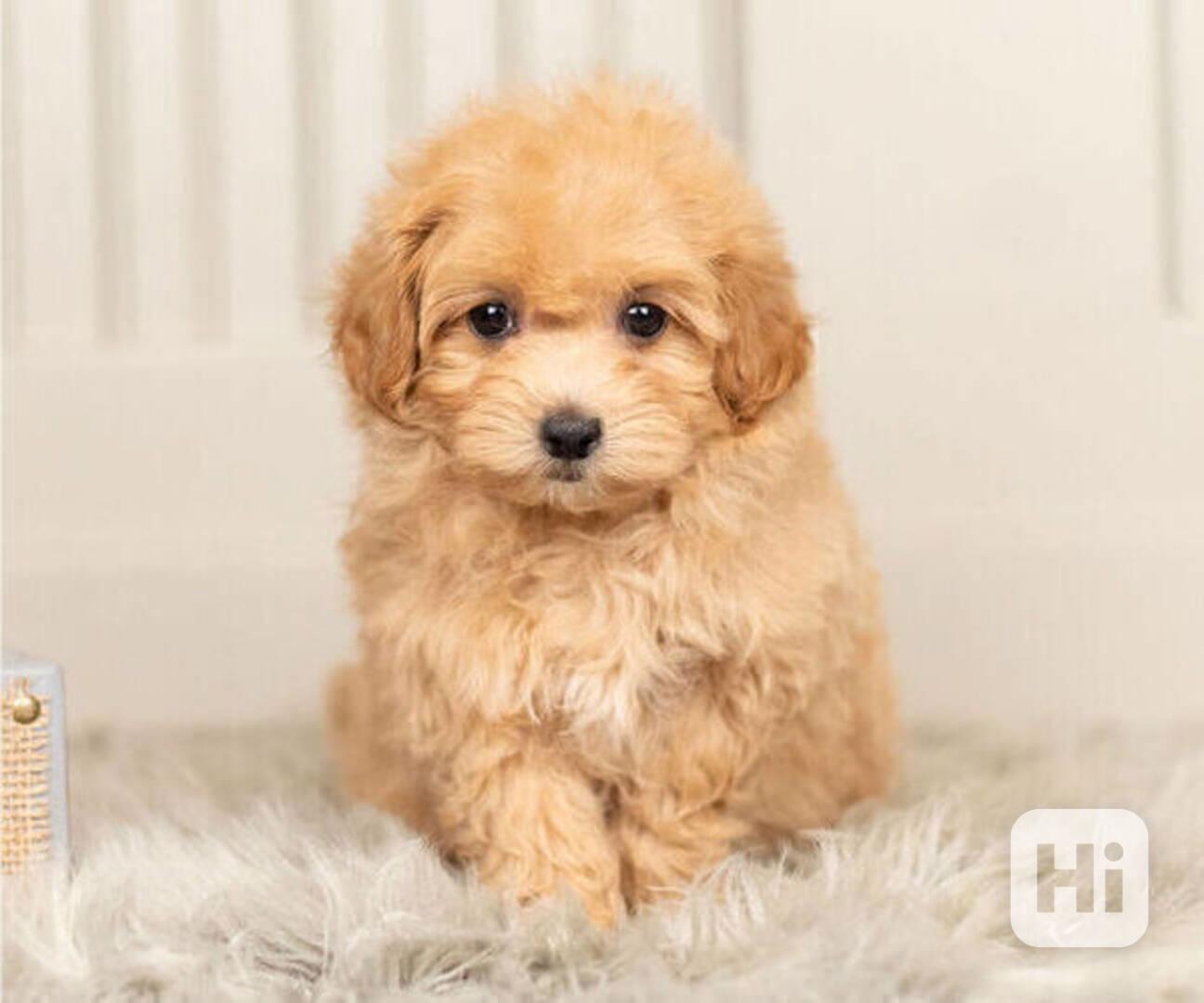 Maltipoo štěňata k adopci - foto 1