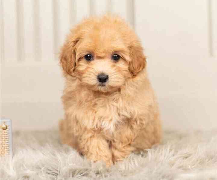 Maltipoo štěňata k adopci - foto 1