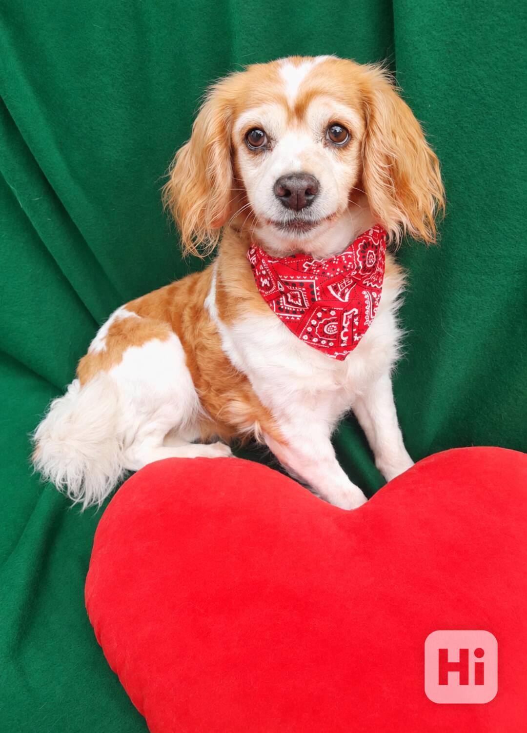 CINDY - 7 kg, kastrovaná fenečka 13 let  - foto 1