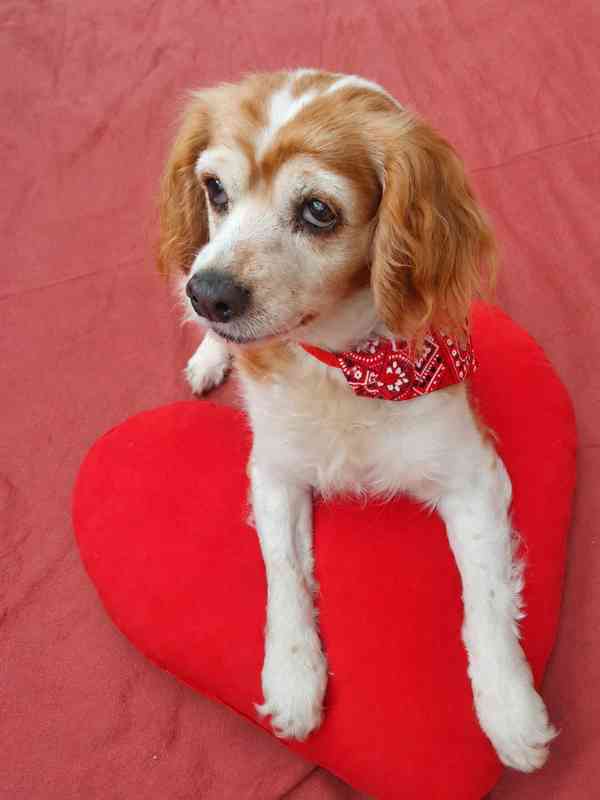 CINDY - 7 kg, kastrovaná fenečka 13 let  - foto 2
