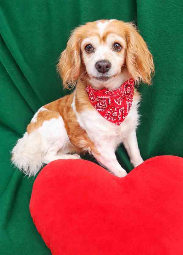CINDY - 7 kg, kastrovaná fenečka 13 let  - foto 1