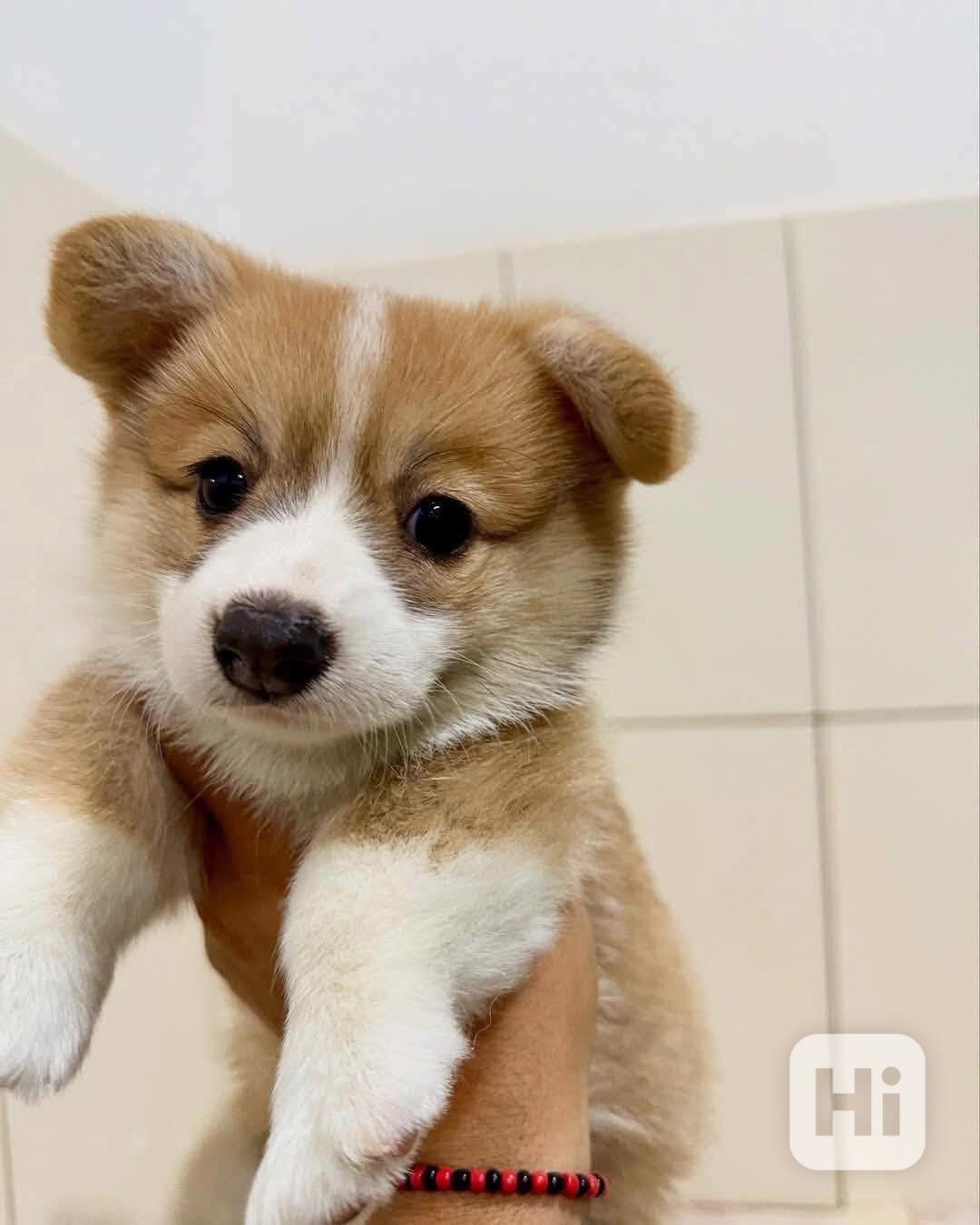 Rodokmenná štěňata velšského corgi pembroke - foto 1