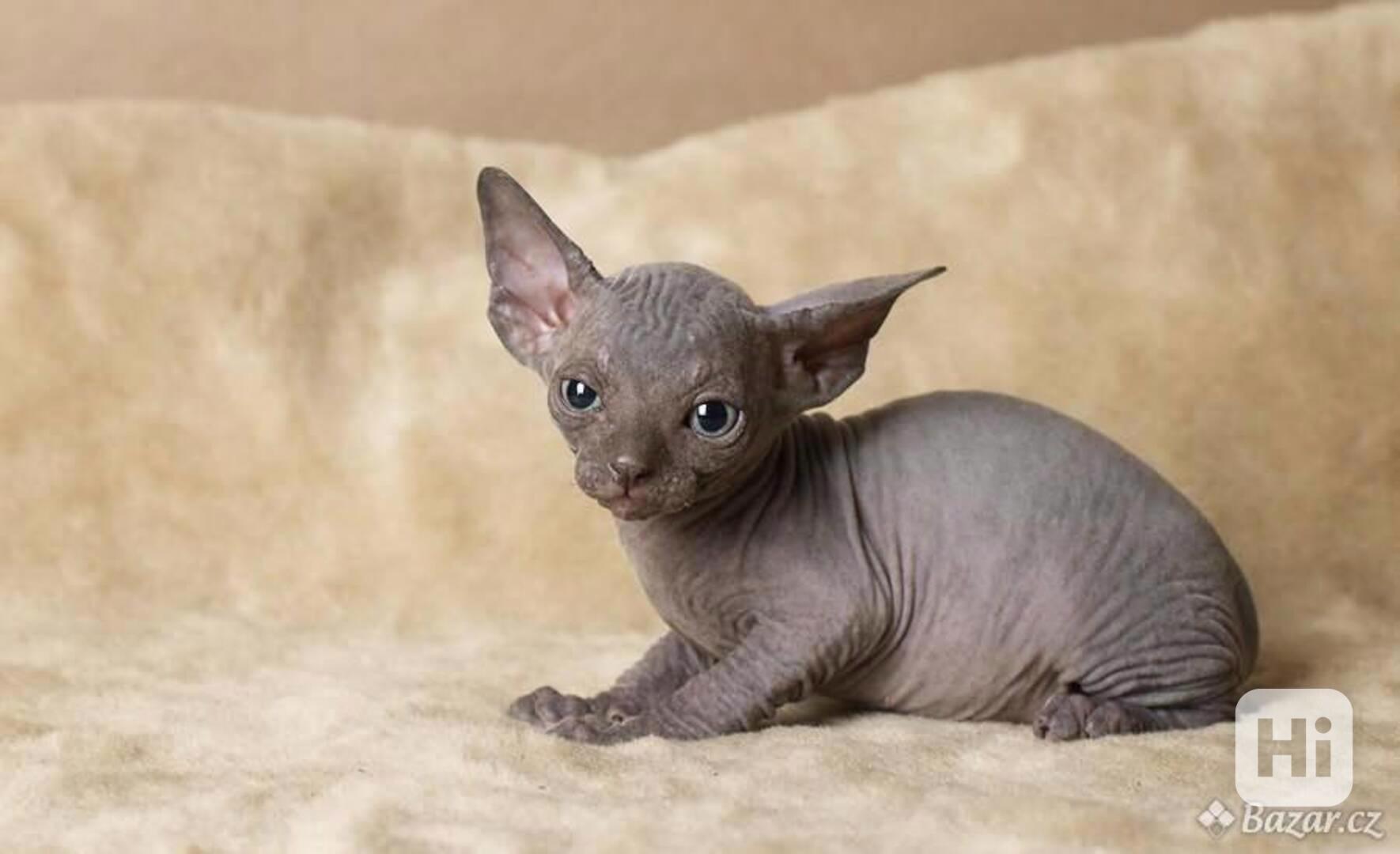 Zdarma Krásná kotátka Sphynx k vánocnímu dárku zdarma   - foto 1