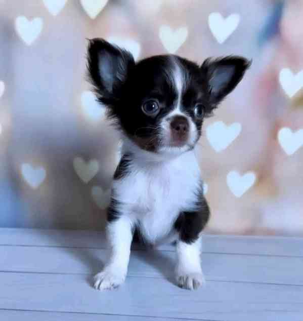 Štěňata čivavy hledají domov. - foto 1