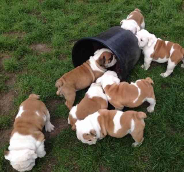 štěňata anglického buldoka k adopci