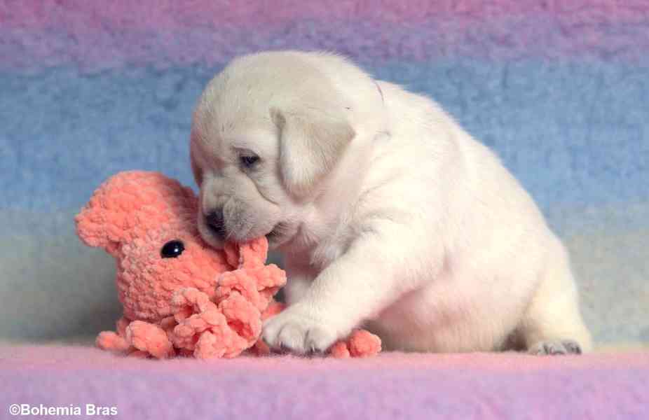LABRADOR RETRIEVER - smetanová štěňátka - foto 9