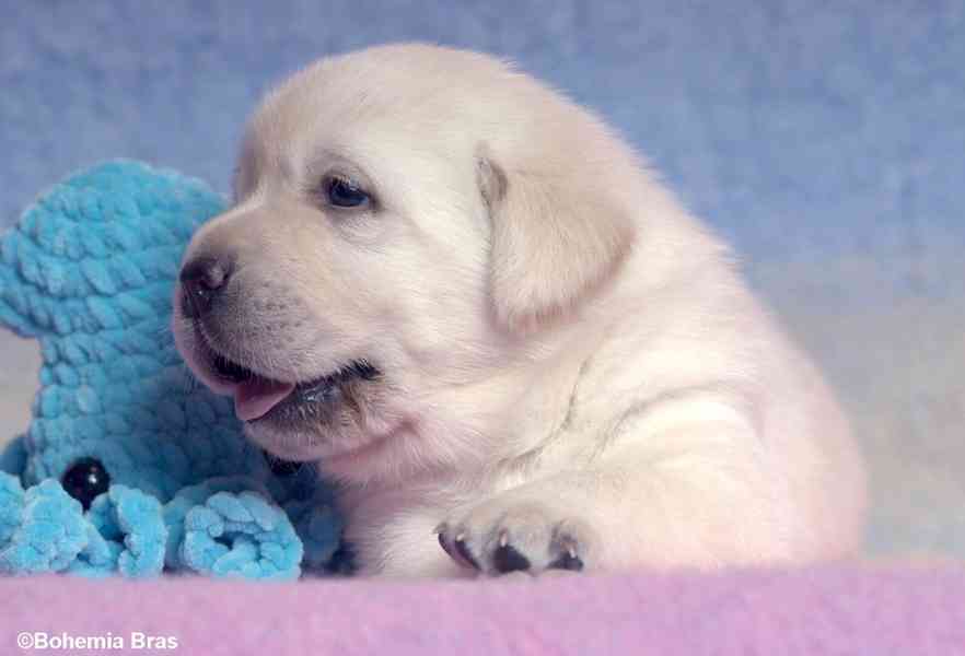 LABRADOR RETRIEVER - smetanová štěňátka - foto 10