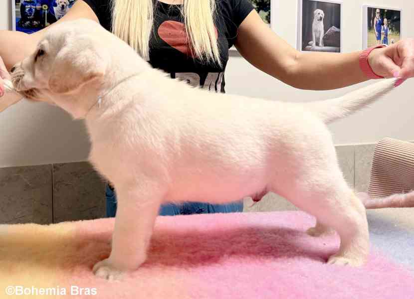 LABRADOR RETRIEVER - smetanová štěňátka - foto 18