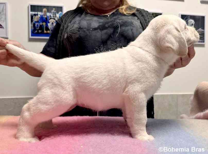 LABRADOR RETRIEVER - smetanová štěňátka - foto 13