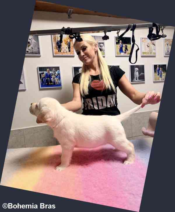 LABRADOR RETRIEVER - smetanová štěňátka - foto 15