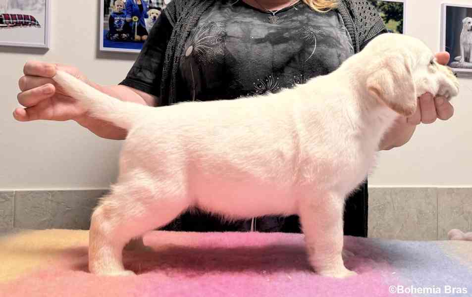 LABRADOR RETRIEVER - smetanová štěňátka - foto 19
