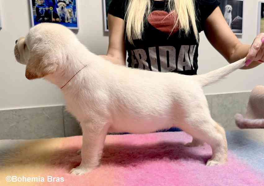 LABRADOR RETRIEVER - smetanová štěňátka - foto 16