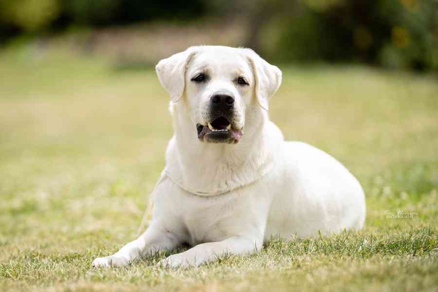 LABRADOR RETRIEVER - smetanová štěňátka - foto 4