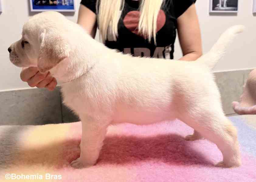 LABRADOR RETRIEVER - smetanová štěňátka - foto 14