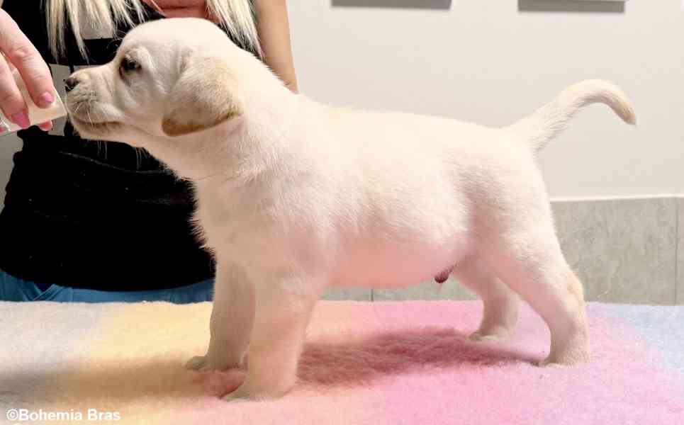 LABRADOR RETRIEVER - smetanová štěňátka - foto 20