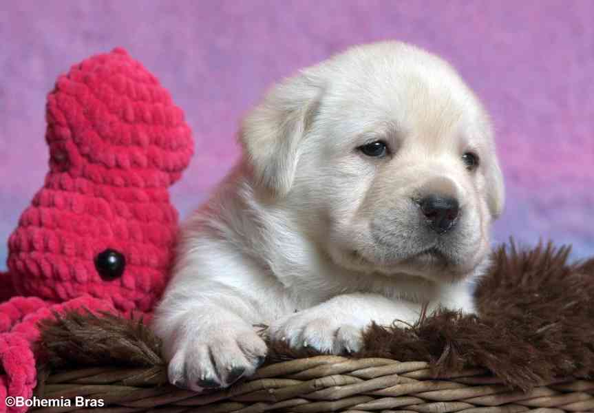LABRADOR RETRIEVER - smetanová štěňátka - foto 12