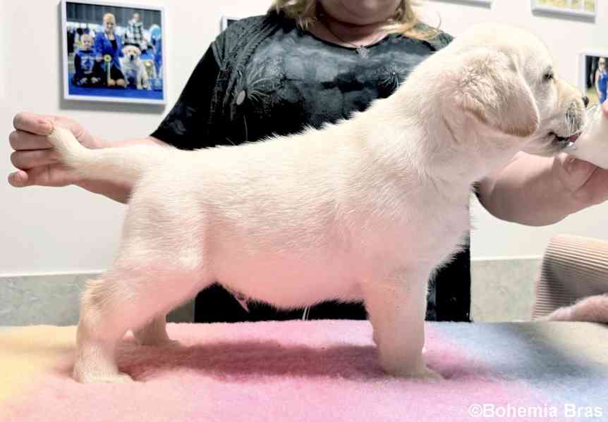LABRADOR RETRIEVER - smetanová štěňátka - foto 17