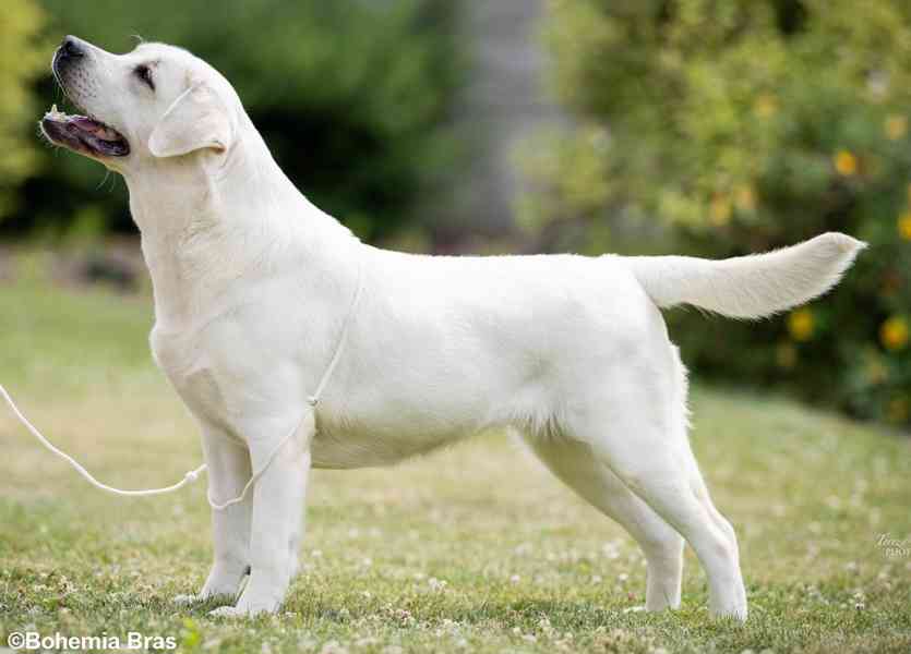 LABRADOR RETRIEVER - smetanová štěňátka - foto 5